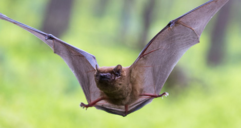 bats1