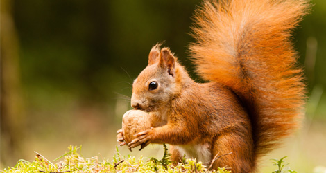 squirrels4