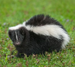 Skunk Skunk