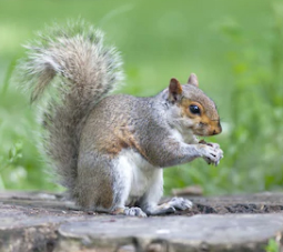 Squirrel Squirrel