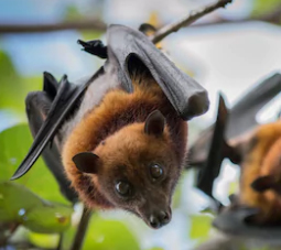bat-control bat-control