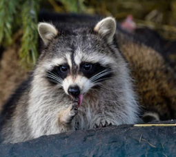 racoon racoon